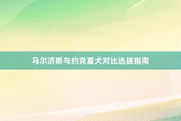 马尔济斯与约克夏犬对比选拔指南